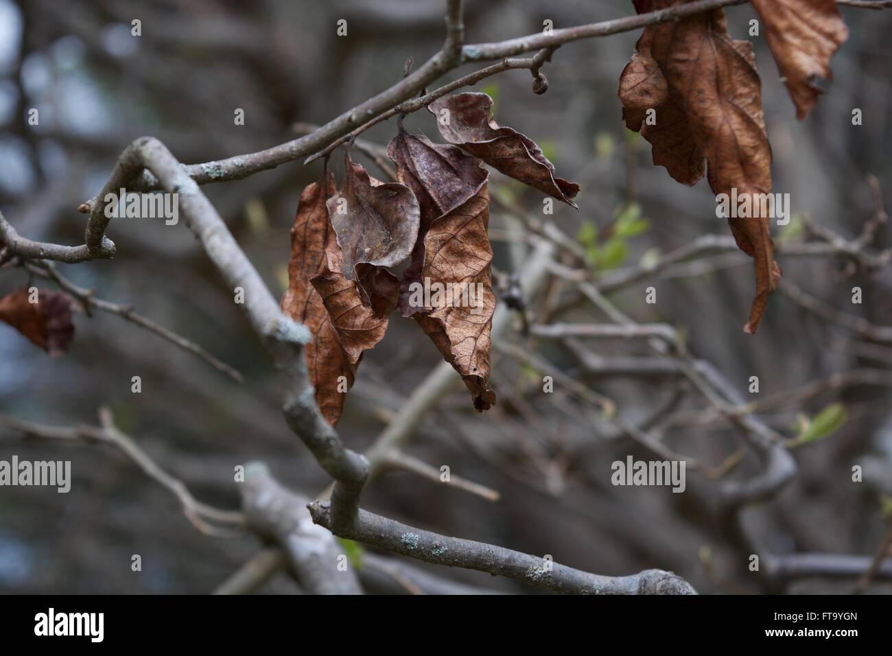 Die Wiedergeburt der Blätter im Frühling (Maymont) Stockfoto