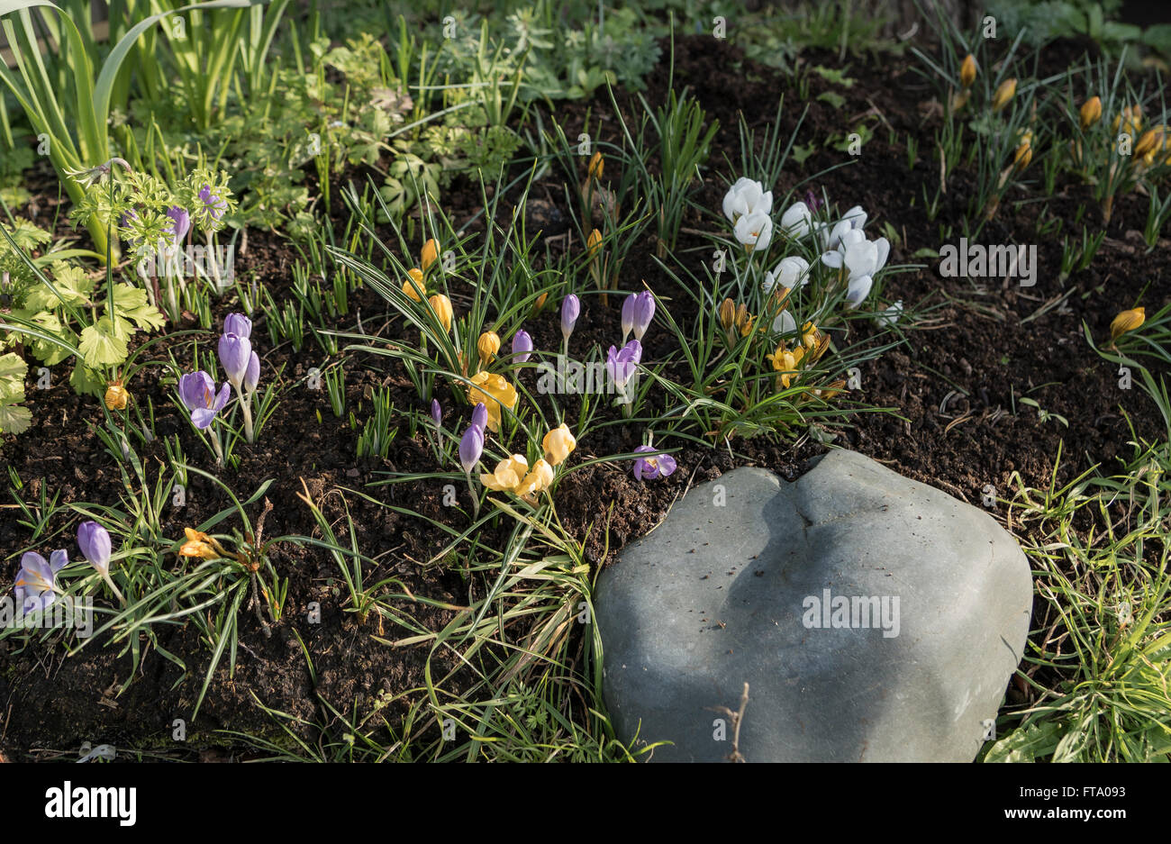 Violette, gelbe und weiße Tulpen im Garten Stockfoto