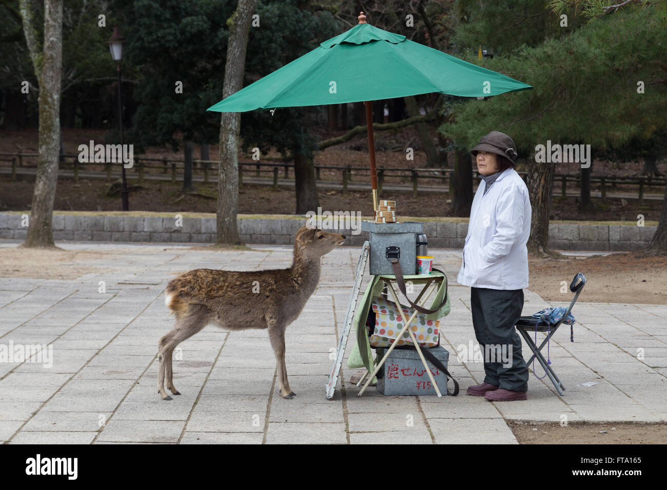 Nara, Japan - 28. Dezember 2014: Zahme Rehe warten auf einen Snack von der verkaufenden Dame in Nara-Park neben dem Tōdai-Ji-Tempel. Stockfoto