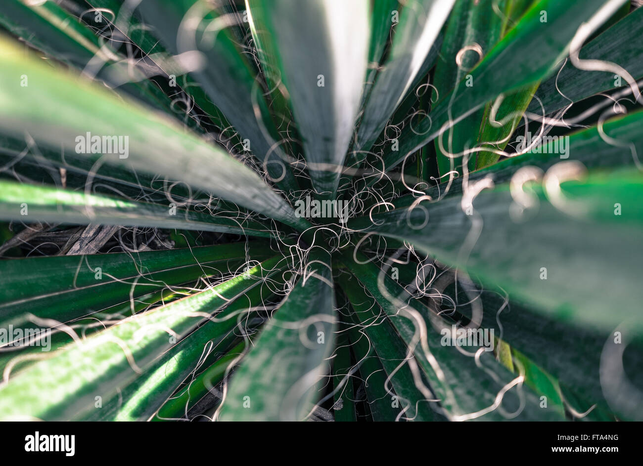Detail der Yucca Pflanze mit faserigen Spiralen kommen von den Blatträndern Stockfoto