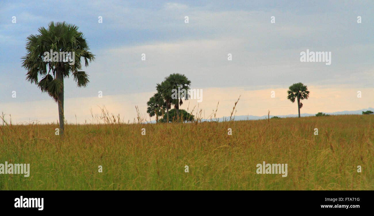Drei Palmen wie Bäume in einem Meer von Gräsern in Uganda im Murchison Falls National Park stehen Stockfoto