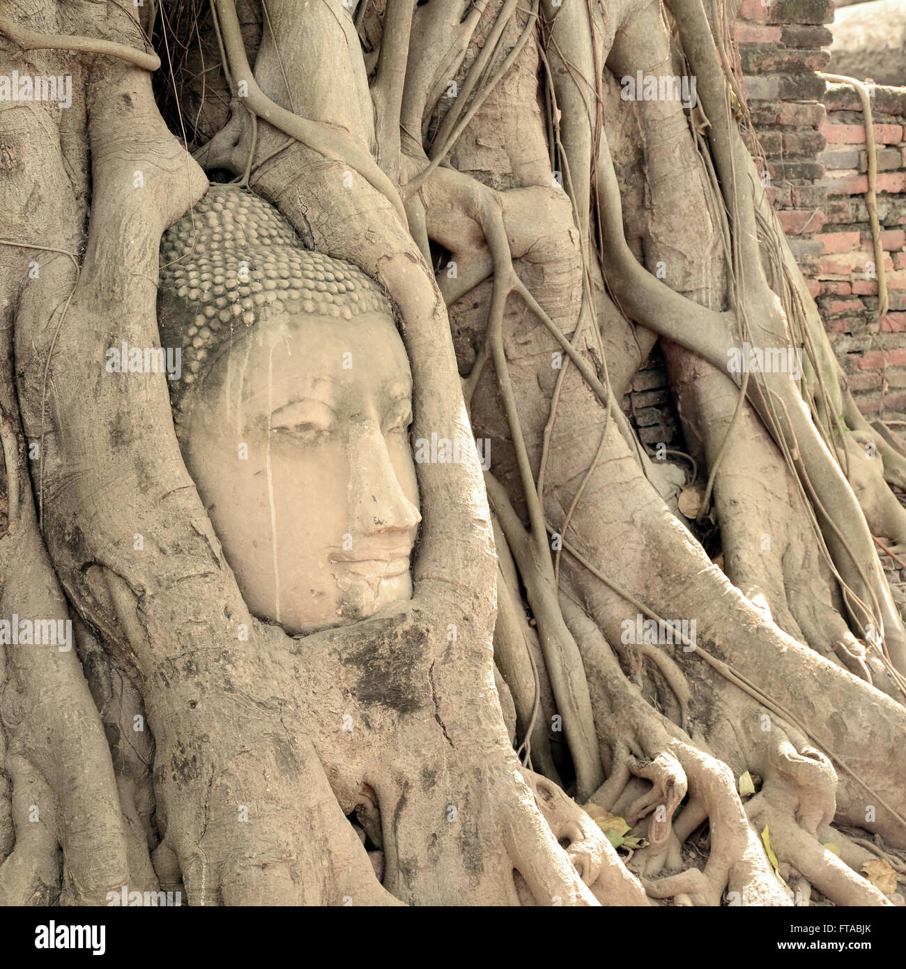 Touristenattraktion, Kopf des Buddha im Wat Mahathat die Tempel der großen Reliquie von Ayutthaya, Thailand. Stockfoto