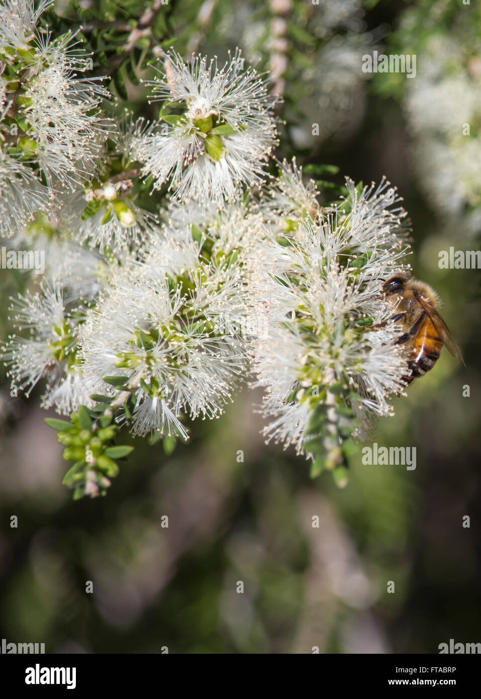 Eine Honigbiene auf einer weißen Blüte Melaleuca oder Papier Rinde Baum im großen Sumpf Bunbury Western Australia im Spätsommer. Stockfoto