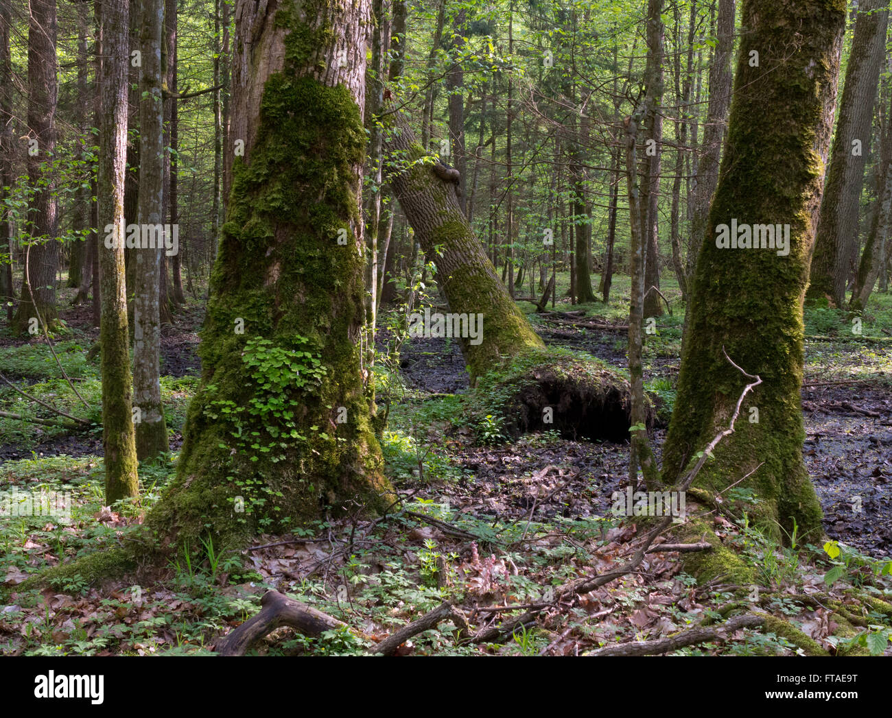 Ganze Moos eingewickelt Ahornbäume mit einigen Sauerampfer im Frühling, Białowieża Wald, Polen, Europa Stockfoto