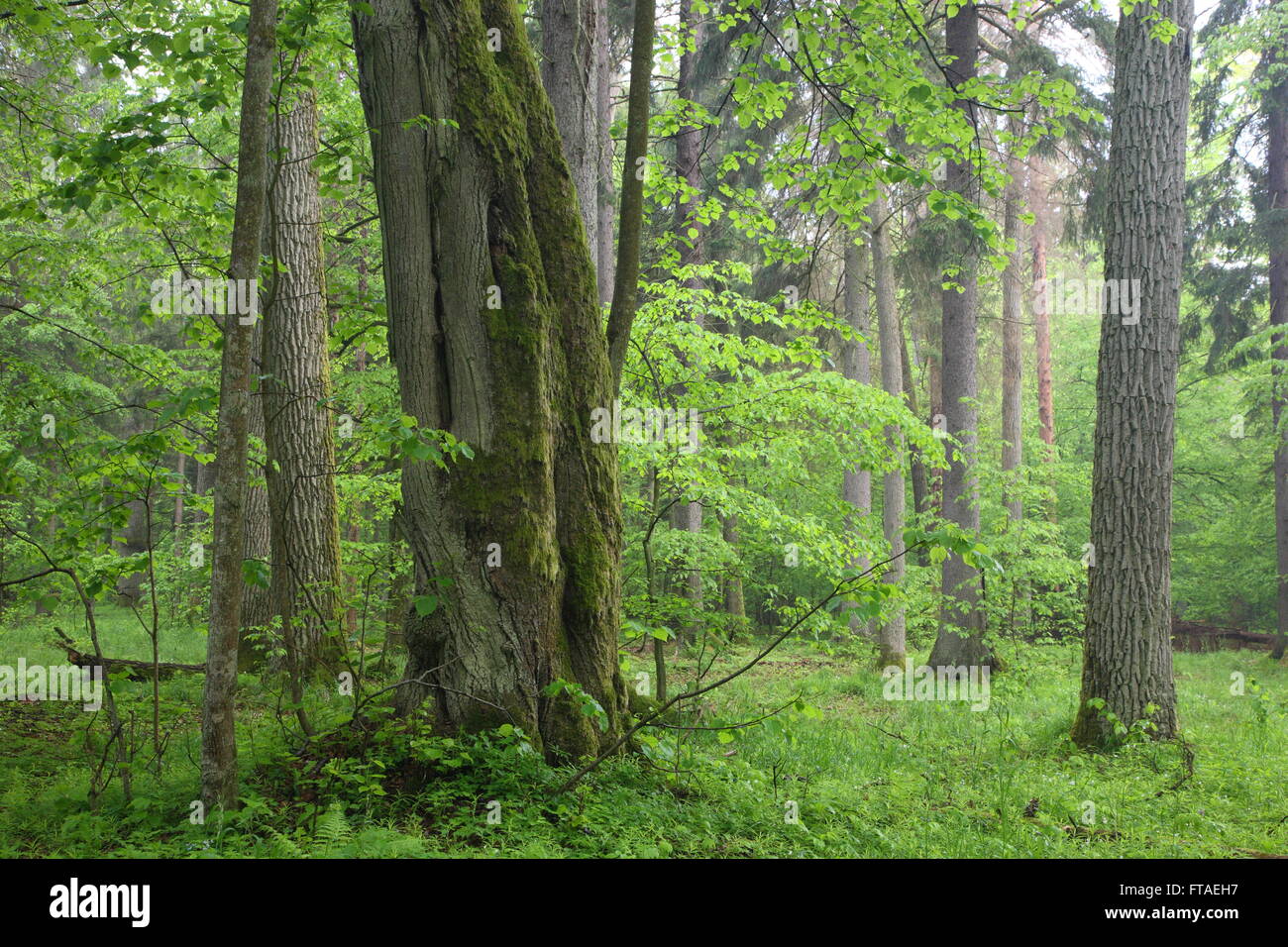 Alten Eichen im Sommer nebligen Laubbäume stehen Biaowieza Wald mit alten Linde im Vordergrund, Białowieża Wald, Polen, Europa Stockfoto