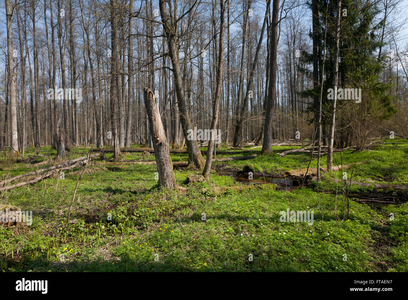 Anliegerstaaten Stand von Białowieża Wald entlang langsam fließender Strom in volle Mittagssonne Stockfoto