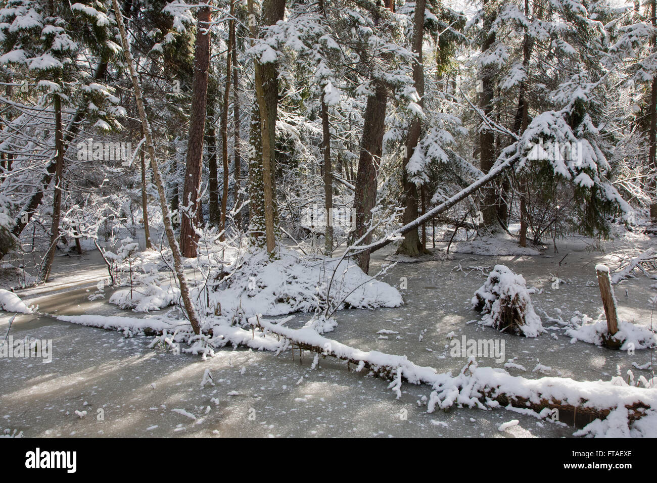 Schneefall nach Feuchtgebiet Stand morgens mit Schnee umhüllt Bäume und gefrorenes Wasser in Białowieża Wald, Polen, Europa Stockfoto