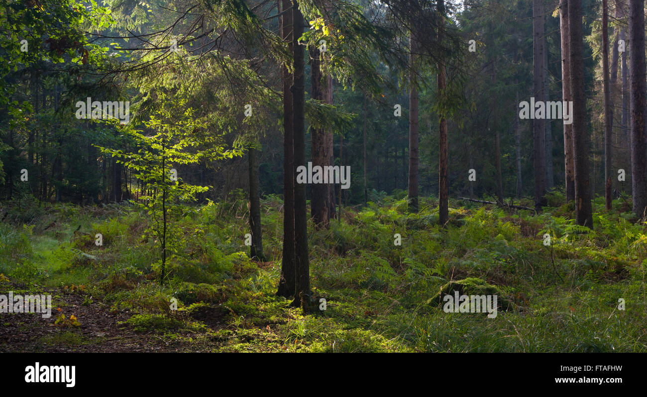 Frühen Herbstmorgen mit Dunst und Toten Fichten im Wald immer noch stehen, Białowieża Wald, Polen, Europa Stockfoto