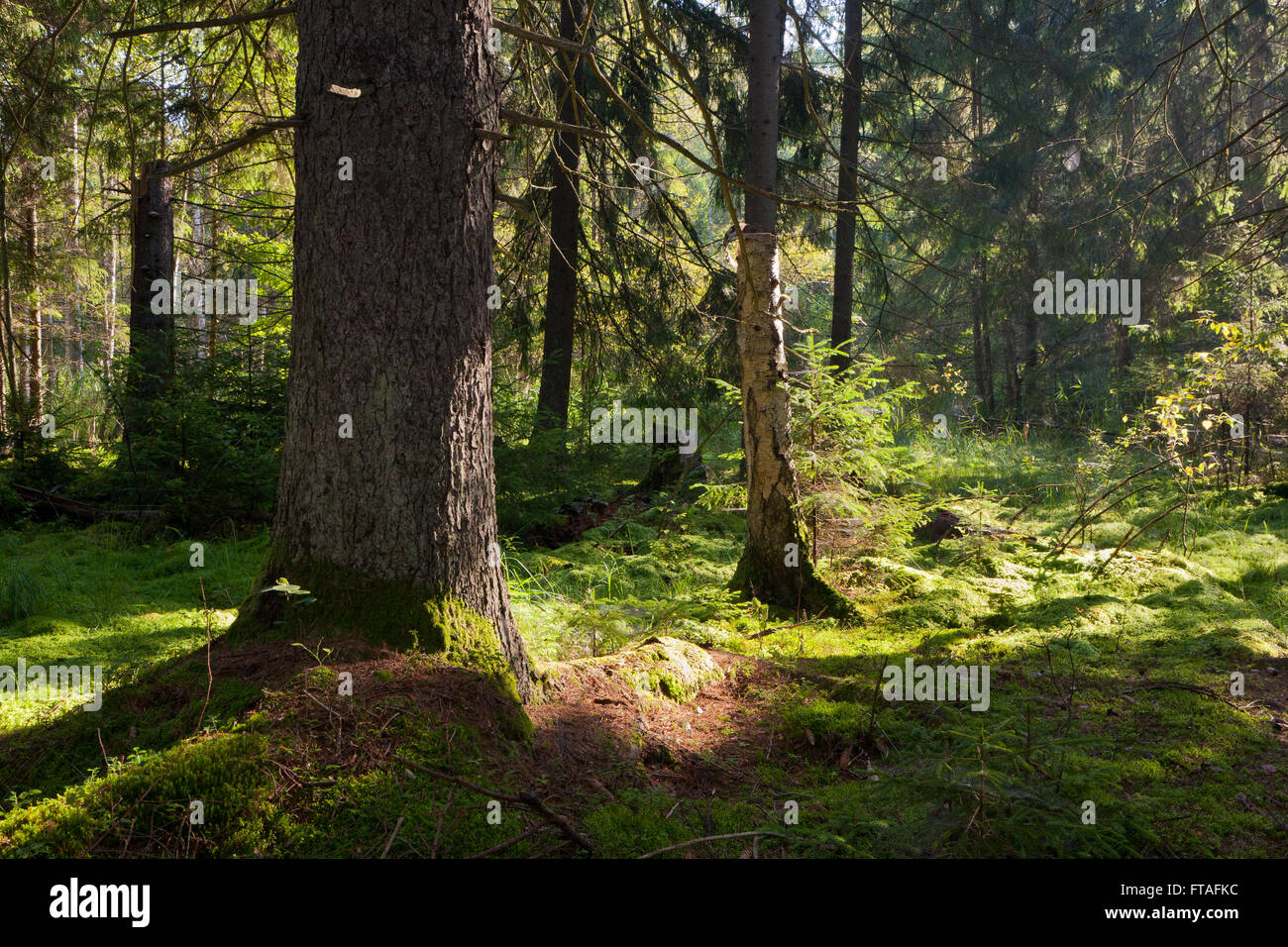 Alten Nadelwäldern stehen von Białowieża Wald im Sommer morgens mit Kiefer und Fichte Bäume, Wald von Białowieża, Polen, Europa Stockfoto
