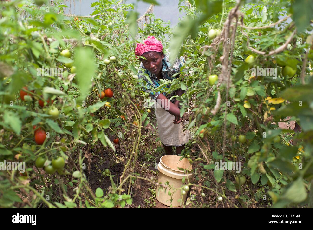 Mitglied Frau Rarieda muslimischen Development Network neigt Gemüse in einem Gewächshaus Teil eines Programms HIV-positive Frauen 9. April 2014 in Mahaya, Kenia unternehmerische Fähigkeiten beizubringen. Stockfoto