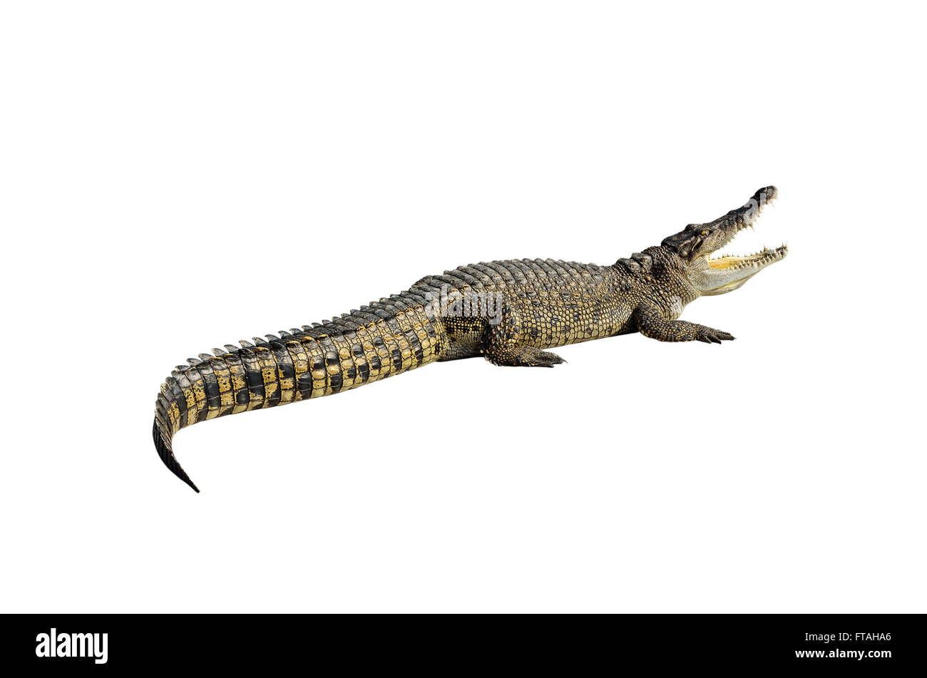 Süßwasser-Krokodil, Siam-Krokodil (Crocodylus Siamensis) isoliert auf weißem Hintergrund mit Beschneidungspfad. Stockfoto