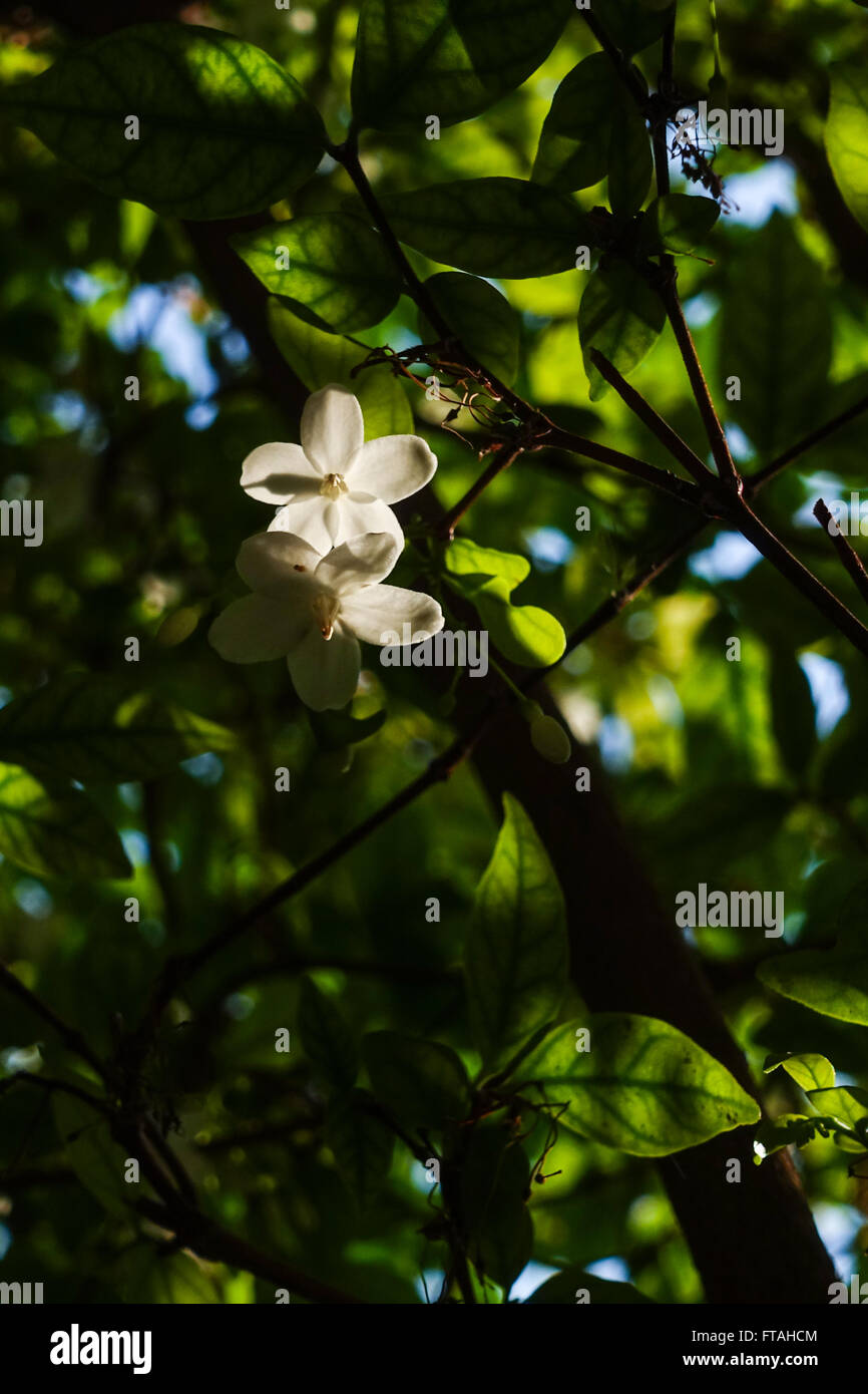 Orangen Jasmin Stockfoto