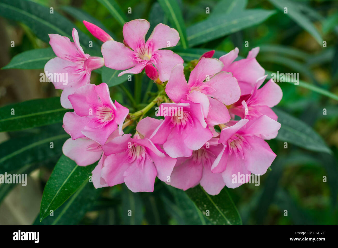 Nerium Oleander Stockfoto