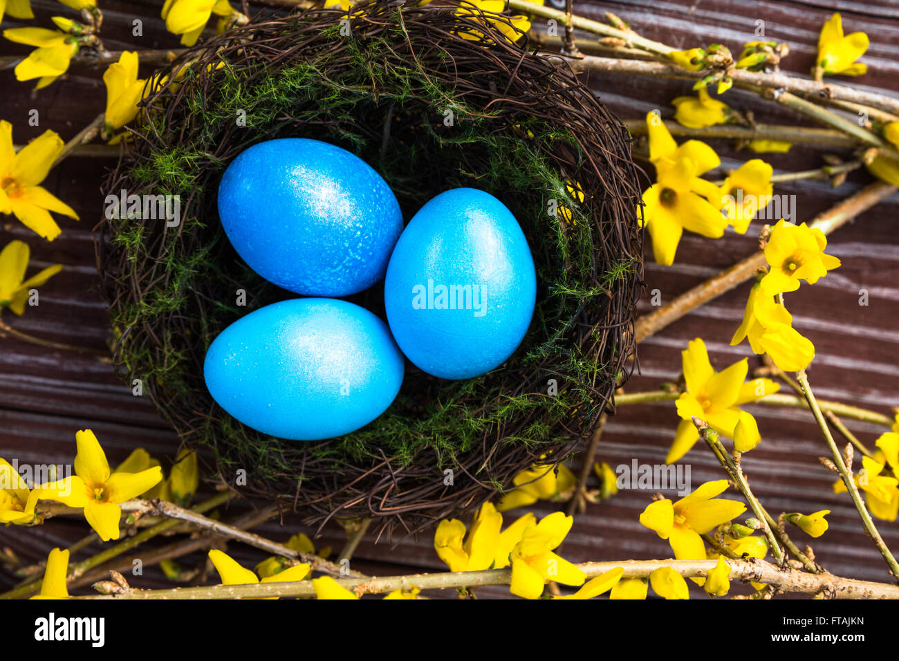 Frühling Osternest mit bunten blauen Eiern auf gelben Forsythien Blume Zweigen, Holzbrett Hintergrundansicht Nahaufnahme von oben Stockfoto