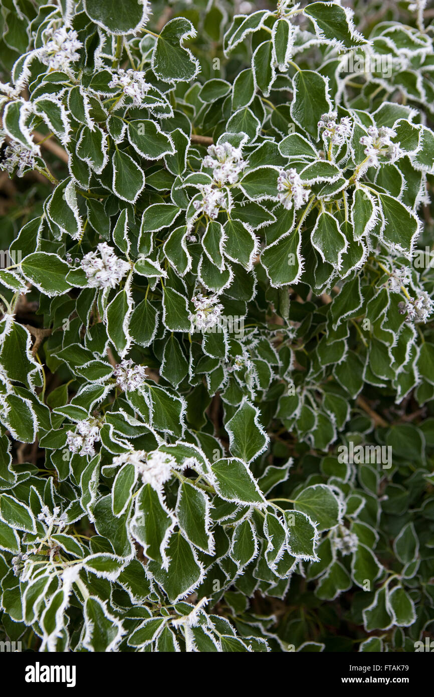 Dicken Frost deckt abgestorbener Pflanzen und Efeu Blätter in die Milddle  des Winters in einem britischen Hecke Stockfotografie - Alamy