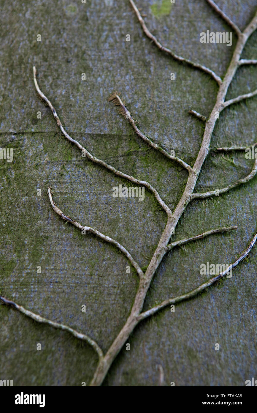 Alte Reben kriechen über die Rinde eines Baumes, wie wachsen und Überleben als Parasit auf den Baum und auf der Suche Adern auf einem Arm. Stockfoto