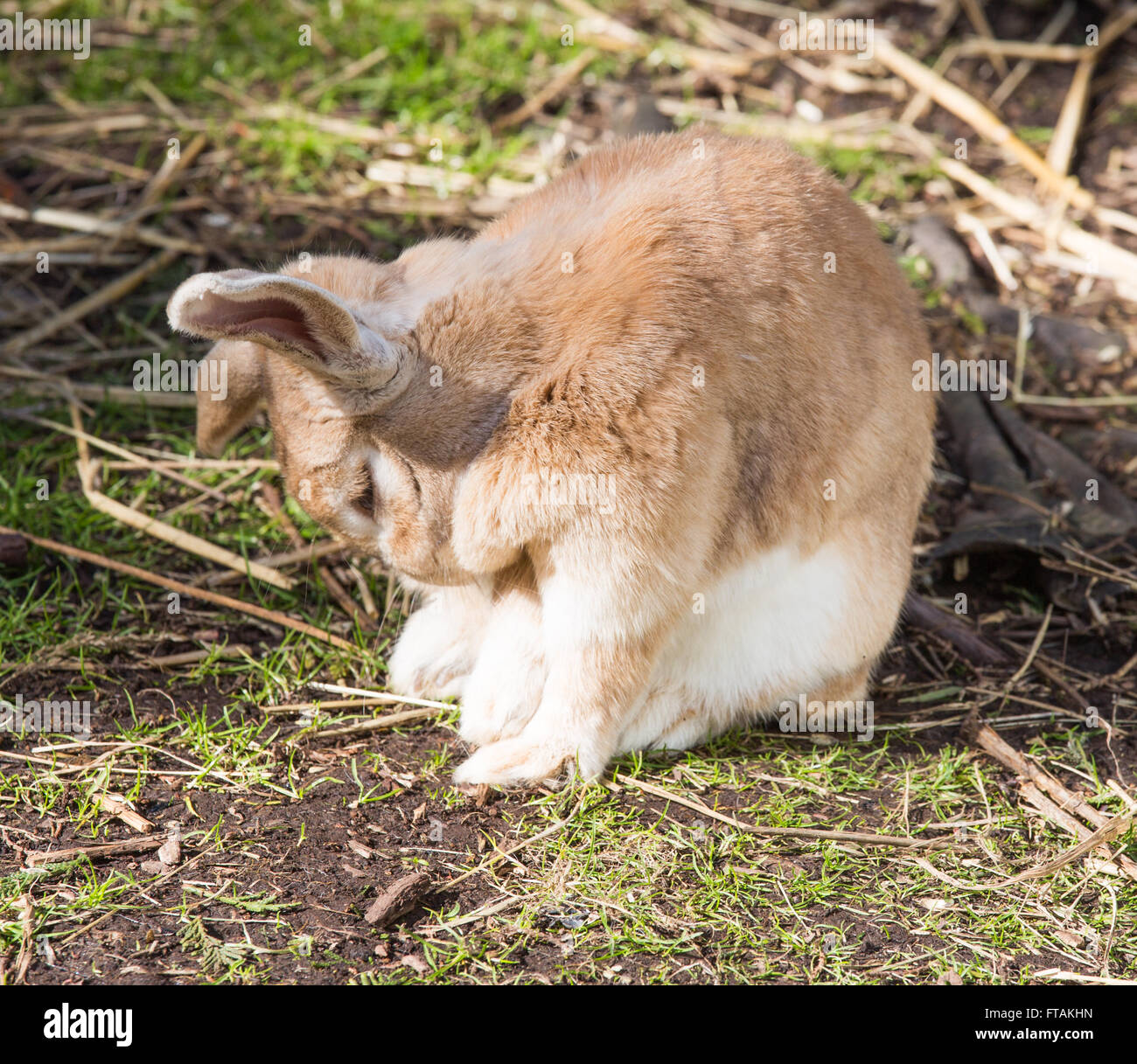 Haustier Kaninchen im Garten. Stockfoto