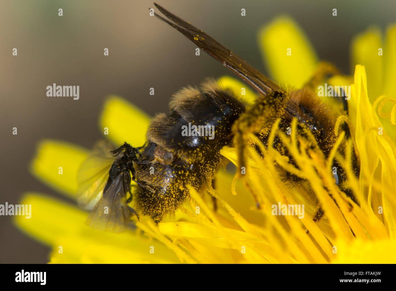 Parasitäre Stylops Arten männlich, geschlüpfte frisch von Biene, in der Reihenfolge Strepsiptera. Exuvium ist sichtbar Stockfoto