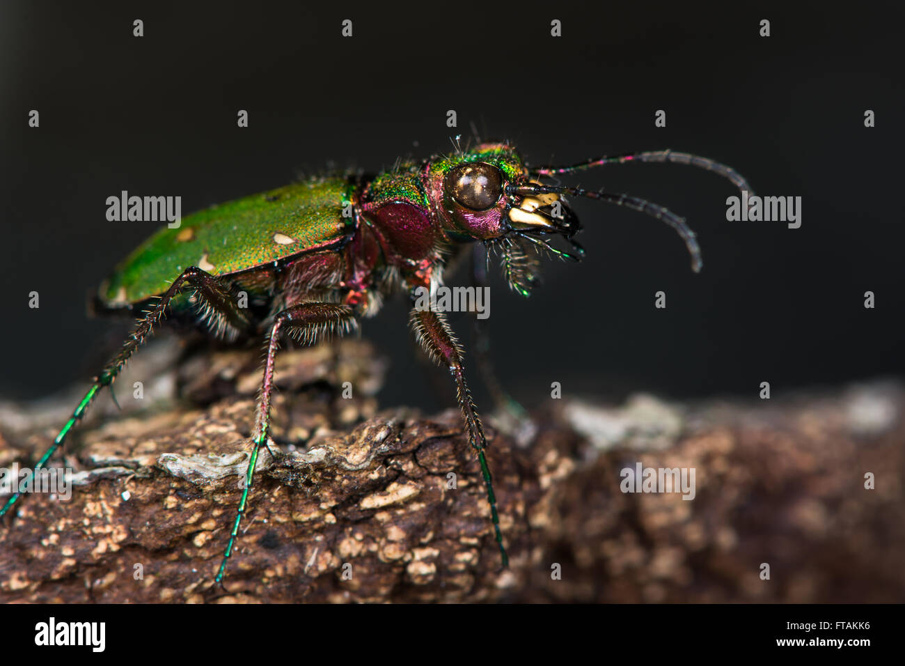 Grüne Sandlaufkäfer (Cicindela Campestris). Eine beeindruckende Jagd Boden Käfer in der Familie Laufkäfer Stockfoto