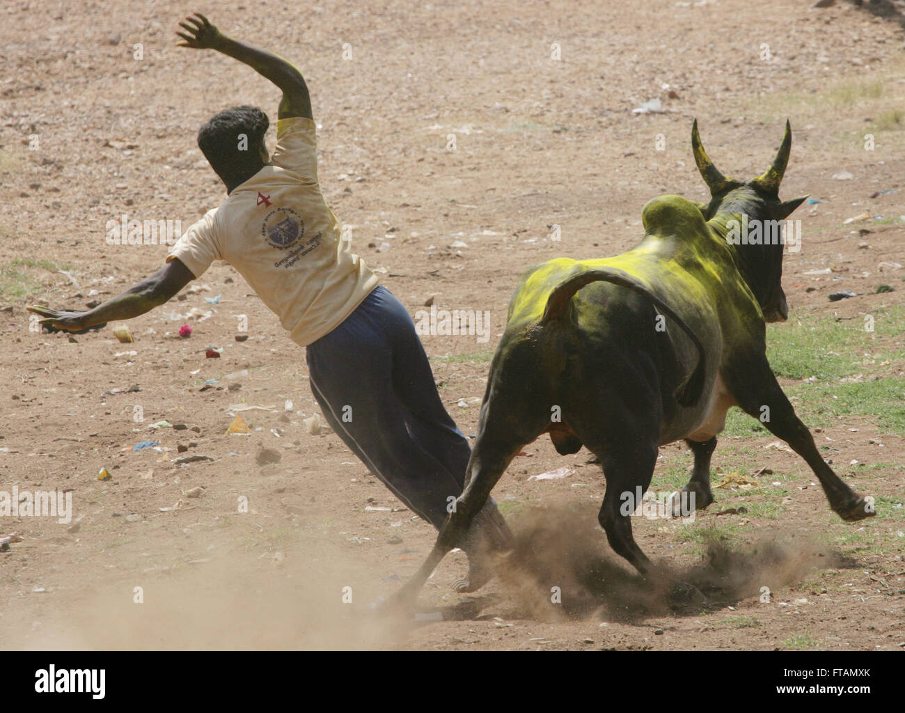 Jallikattu Stier zähmen während Pongal Festival. Madurai, Tamil Nadu, Indien. Indische Bull kämpfen ist im vergangenen Jahr verboten. Stockfoto