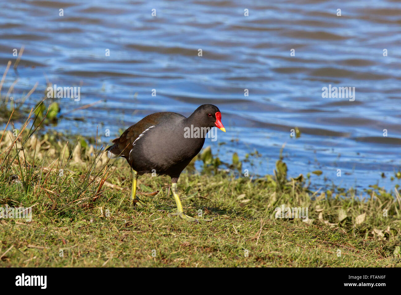 Gemeinsamen Teichhuhn Galinulla Chloropus Erwachsenen am Teich-Ufer Stockfoto