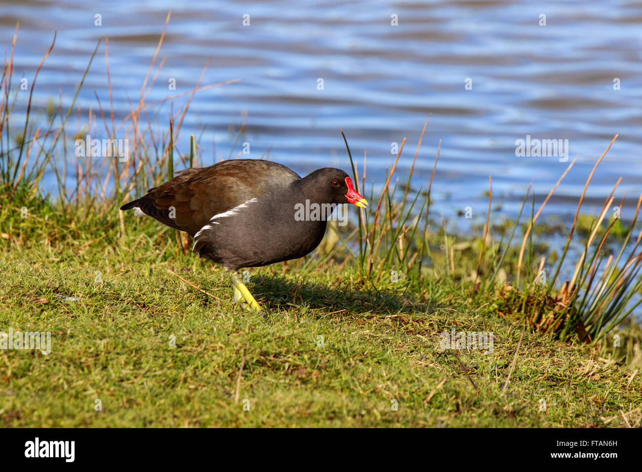 Gemeinsamen Teichhuhn Galinulla Chloropus Erwachsenen am Teich-Ufer Stockfoto