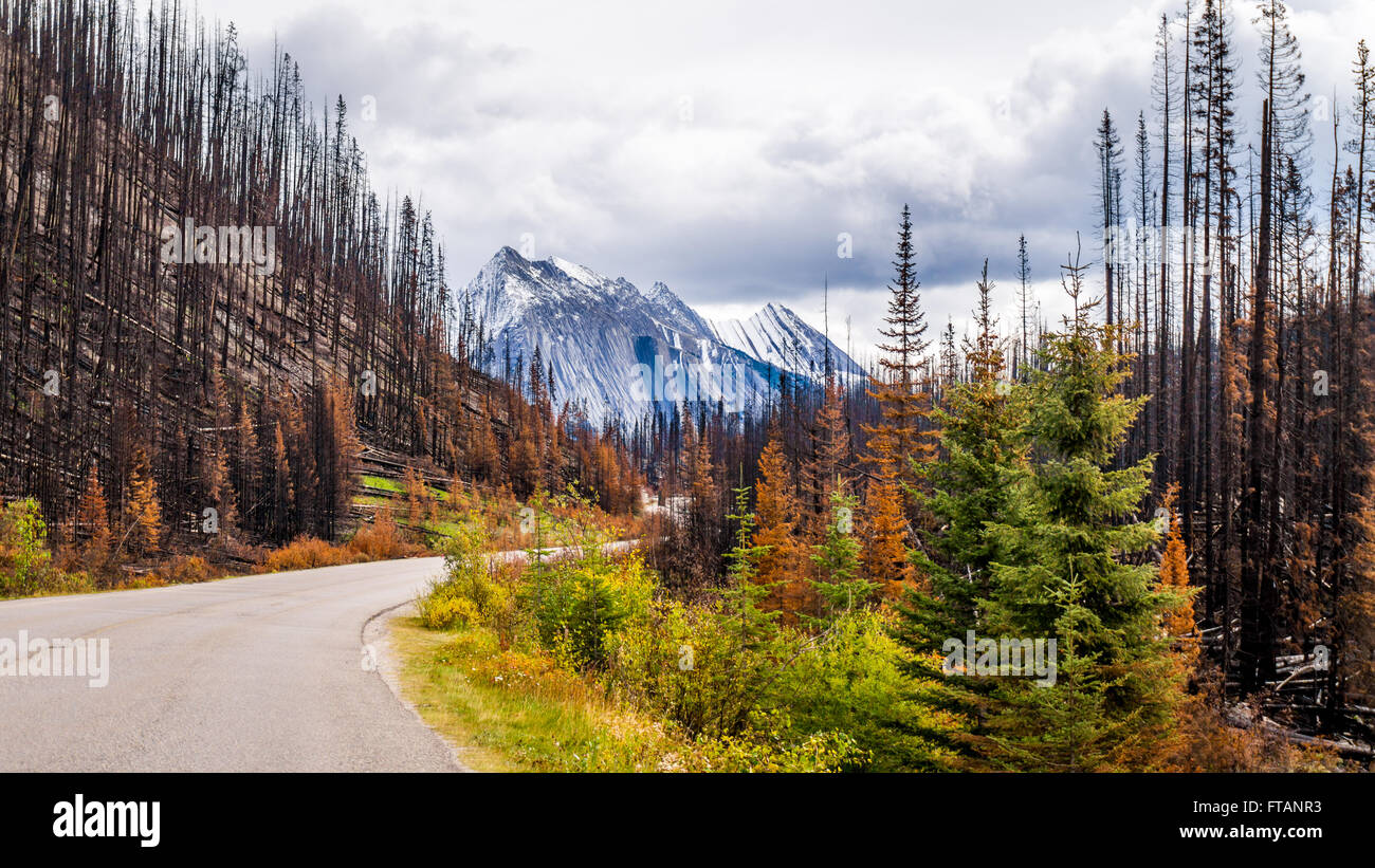 Ergebnisse einer Wald Feuer entlang der Maligne Lake Road 2015 im Jasper Nationalpark in der berühmten kanadischen Rockies in Alberta, Kanada Stockfoto