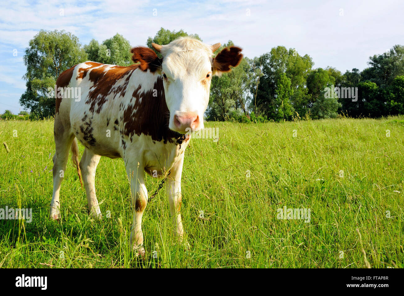 Junge Kuh auf der Weide mit Kette am Hals Stockfoto