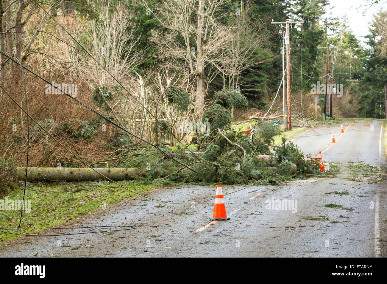 Umgestürzte Bäume und abgeschossenen Stromleitungen blockiert eine Straße; Gefahren nach einer Naturkatastrophe Windsturm Stockfoto