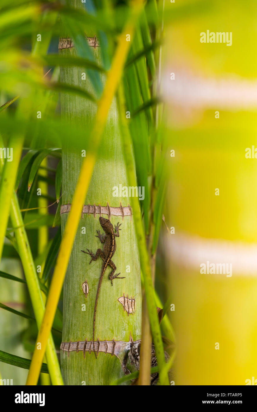 Gecko Eidechse auf eine tropische Palme Baum, Kehei, Maui, Hawaii Natur klettern Stockfoto