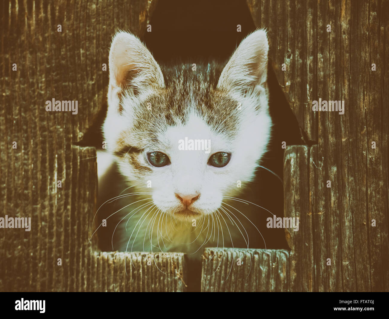 Retro-Filter der kleinen Baby Kitty Katze Portrait Stockfoto