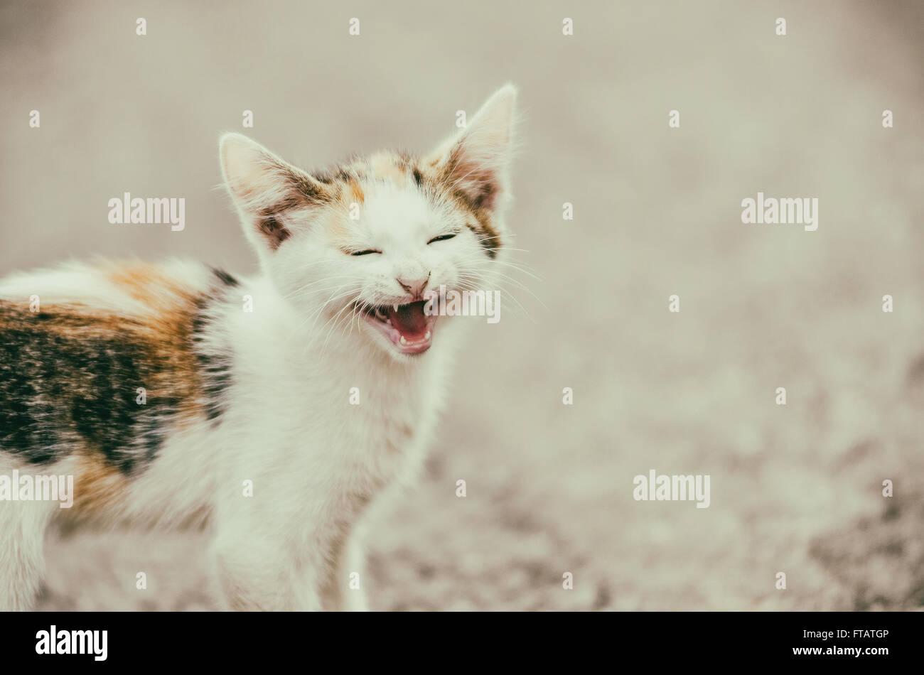 Retro-Filter niedlichen Katze miauen mit einem lustigen lachendes Gesicht Stockfoto