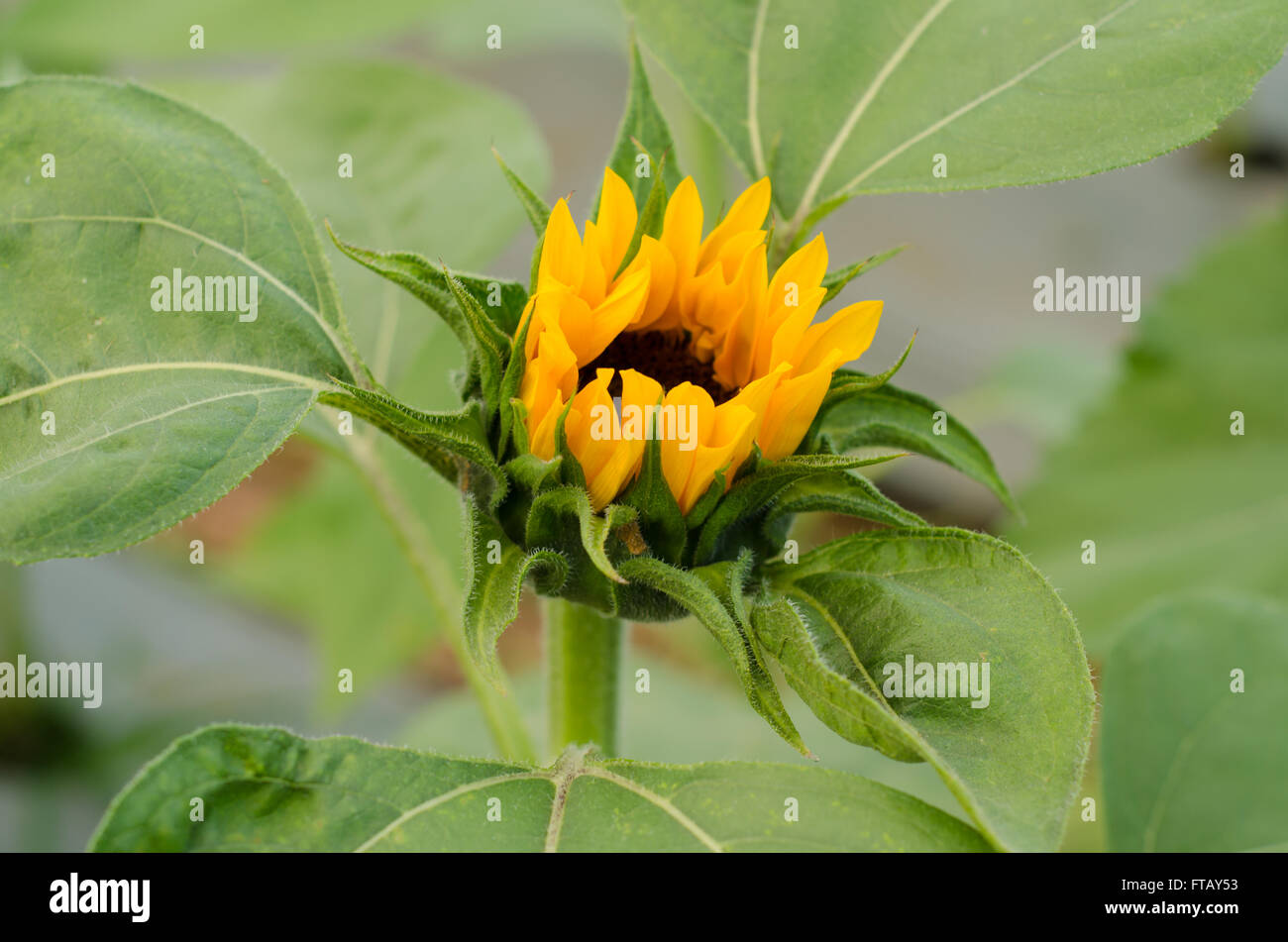 Closeup schöne Sonnenblume Knospe Stockfoto