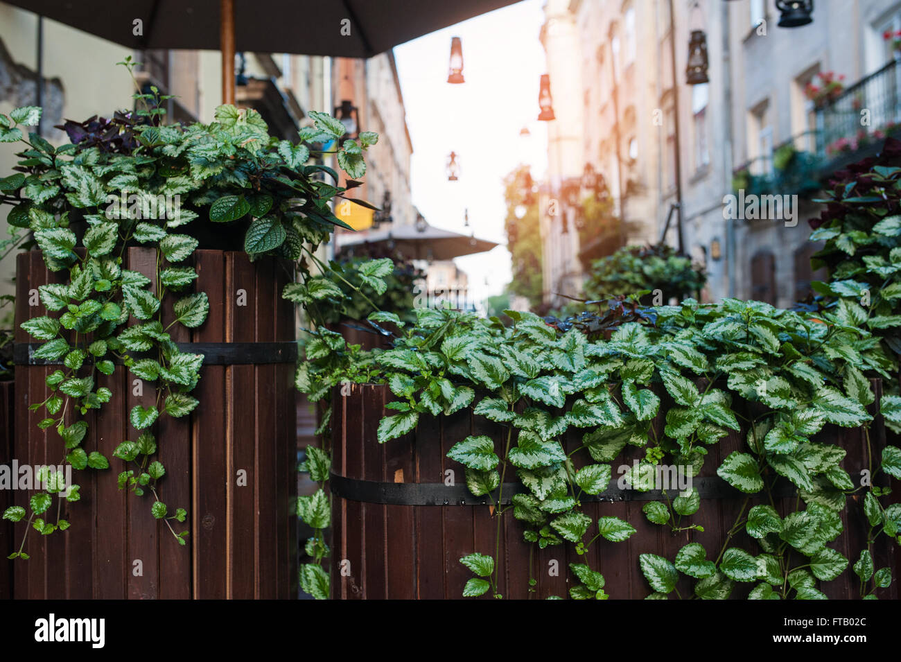 Dekoration aus grünen Blättern in einem Straßencafé Stockfoto