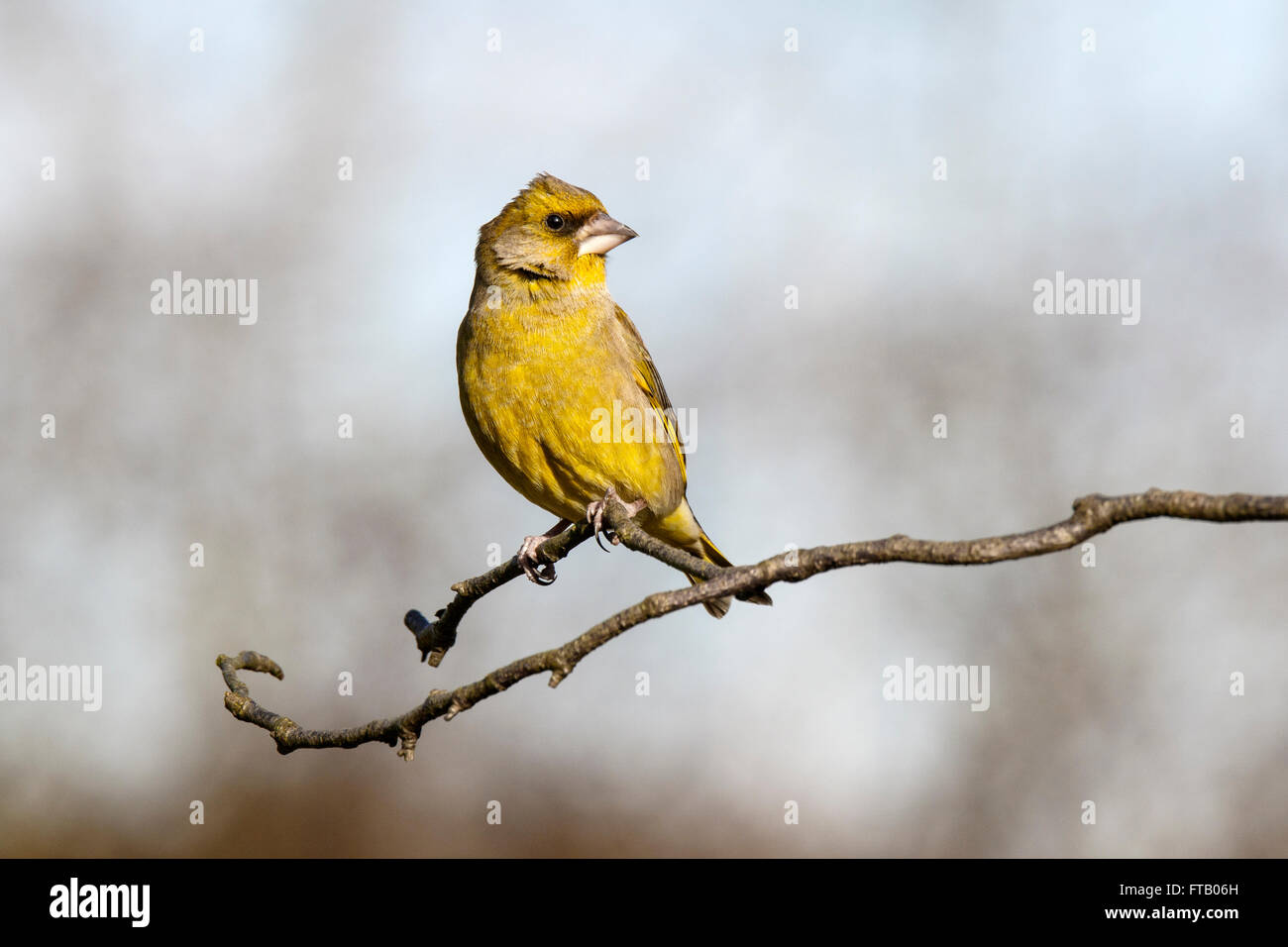 Europäischen Grünfink Zuchtjahr Chloris thront auf Zweig Stockfoto