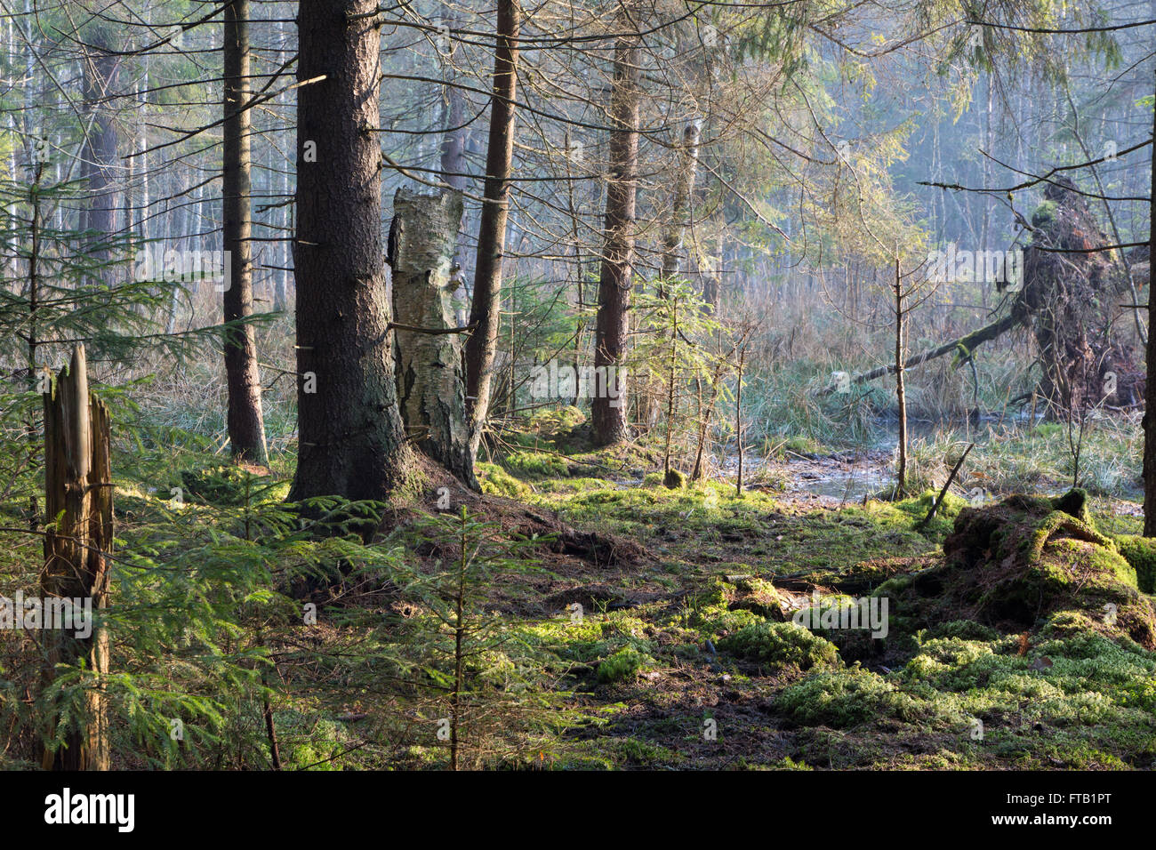 Sonnenstrahl in sumpfiger Nadelwald nebligen Morgen mit alten Fichte und Kiefer Bäume, Wald von Białowieża, Polen, Europa Stockfoto