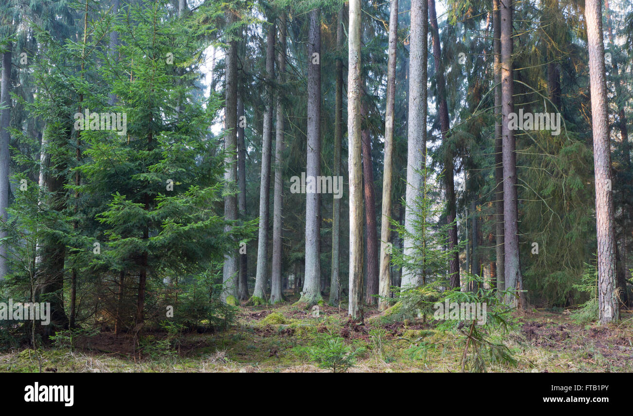 Nadelwald Stand von Białowieża Wald im Morgennebel mit Kiefer und Fichte, Białowieża Wald, Polen, Europa Stockfoto