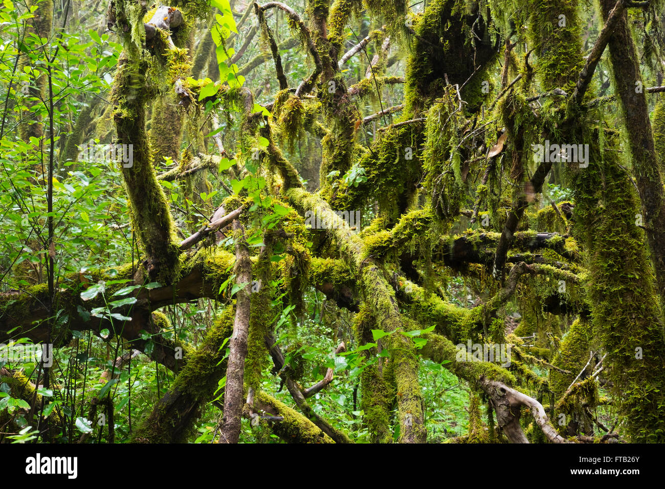 Bemoosten Ästen im Lorbeerwald, Nationalpark Garajonay, La Gomera, Kanarische Inseln, Spanien Stockfoto