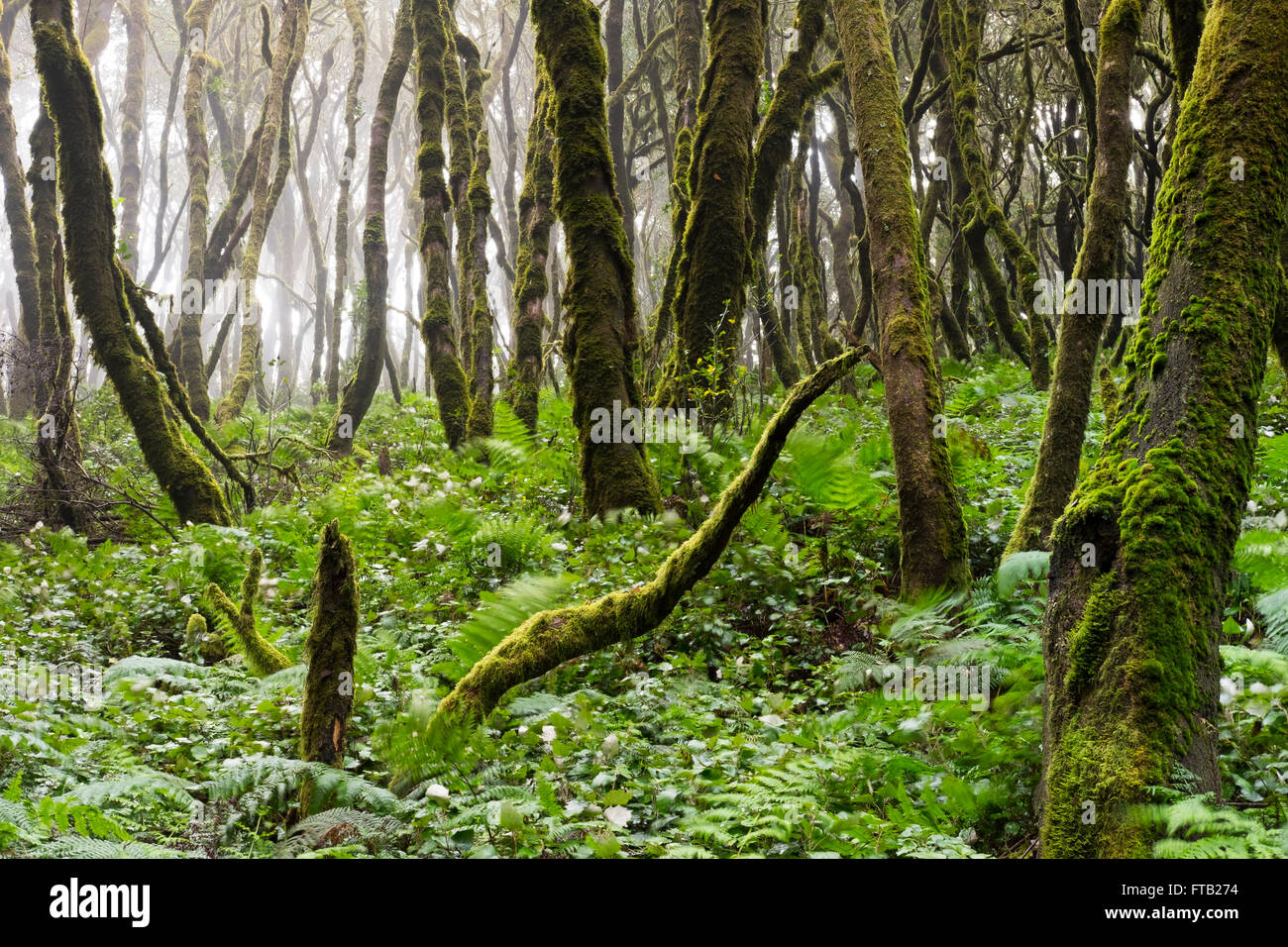 Moosbewachsenen Bäumen in einem Lorbeerwald, Nationalpark Garajonay, La Gomera, Kanarische Inseln, Spanien Stockfoto