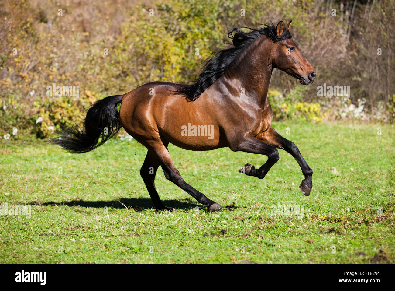 Braun PRE Pferd im Galopp über eine Wiese, Österreich Stockfoto