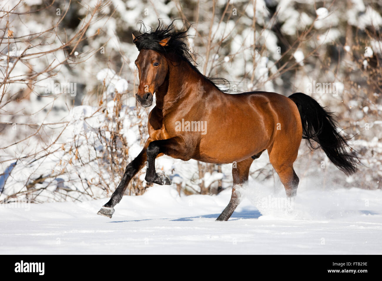 PRE-braunen Pferd im Galopp durch den Schnee im Winter, Österreich Stockfoto