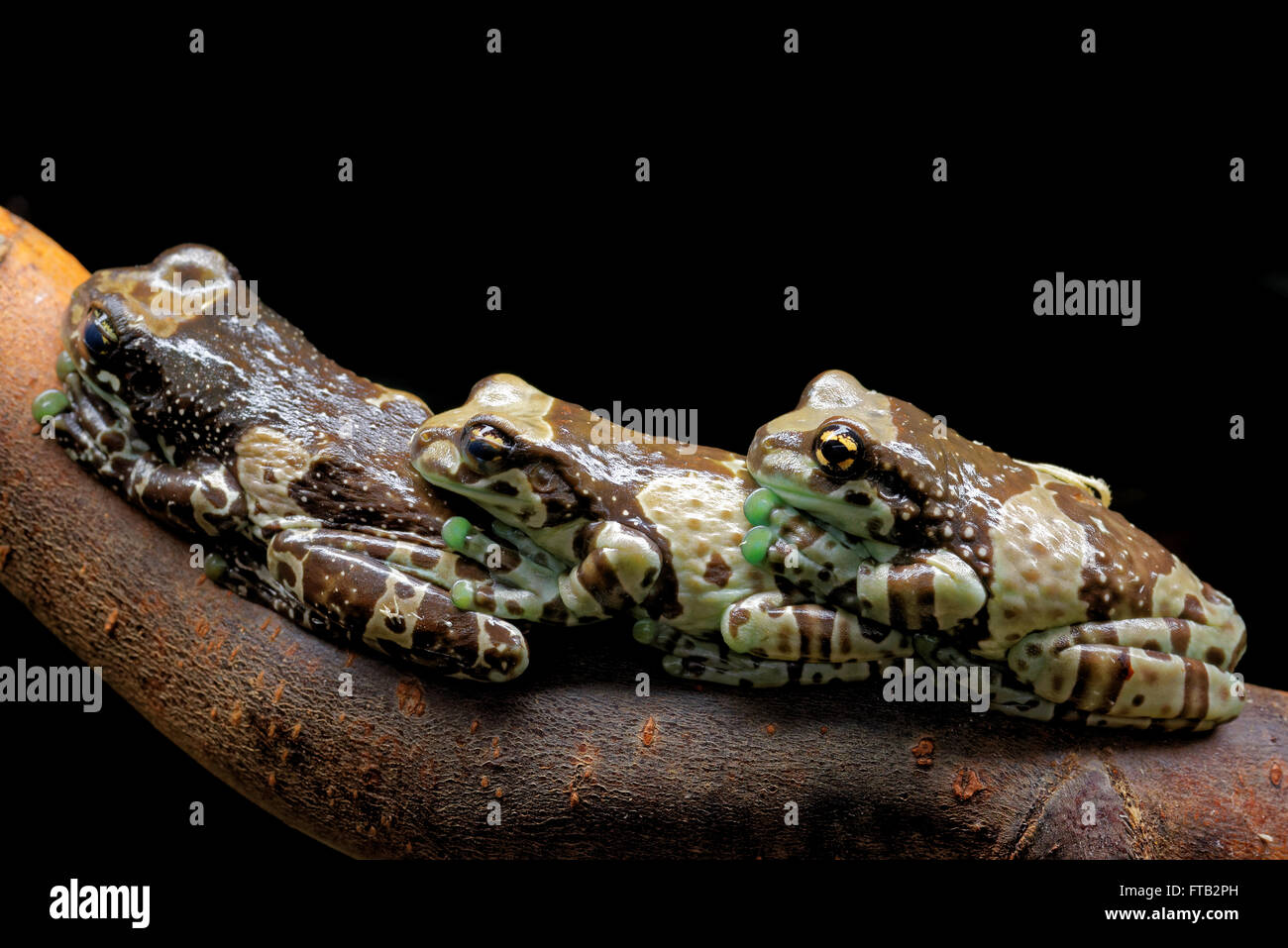 Mission, Golden eyed Laubfrosch oder Amazon Milch Frosch (Trachycephalus Resinifictrix) ist eine großen Arten von Bäumen Frosch. Stockfoto