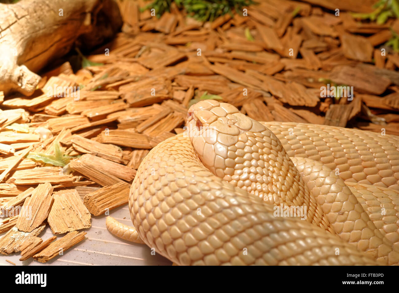 Schlange im Terrarium - Albino indische Kobra Stockfoto