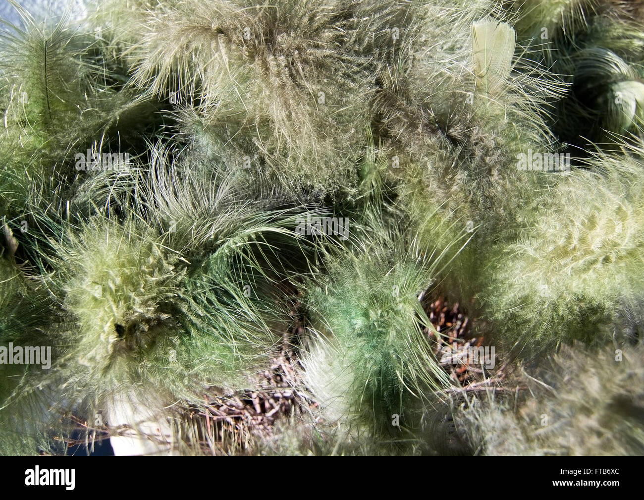 Ostern Feder Closeup Hintergrund in grün gefärbt. Stockfoto