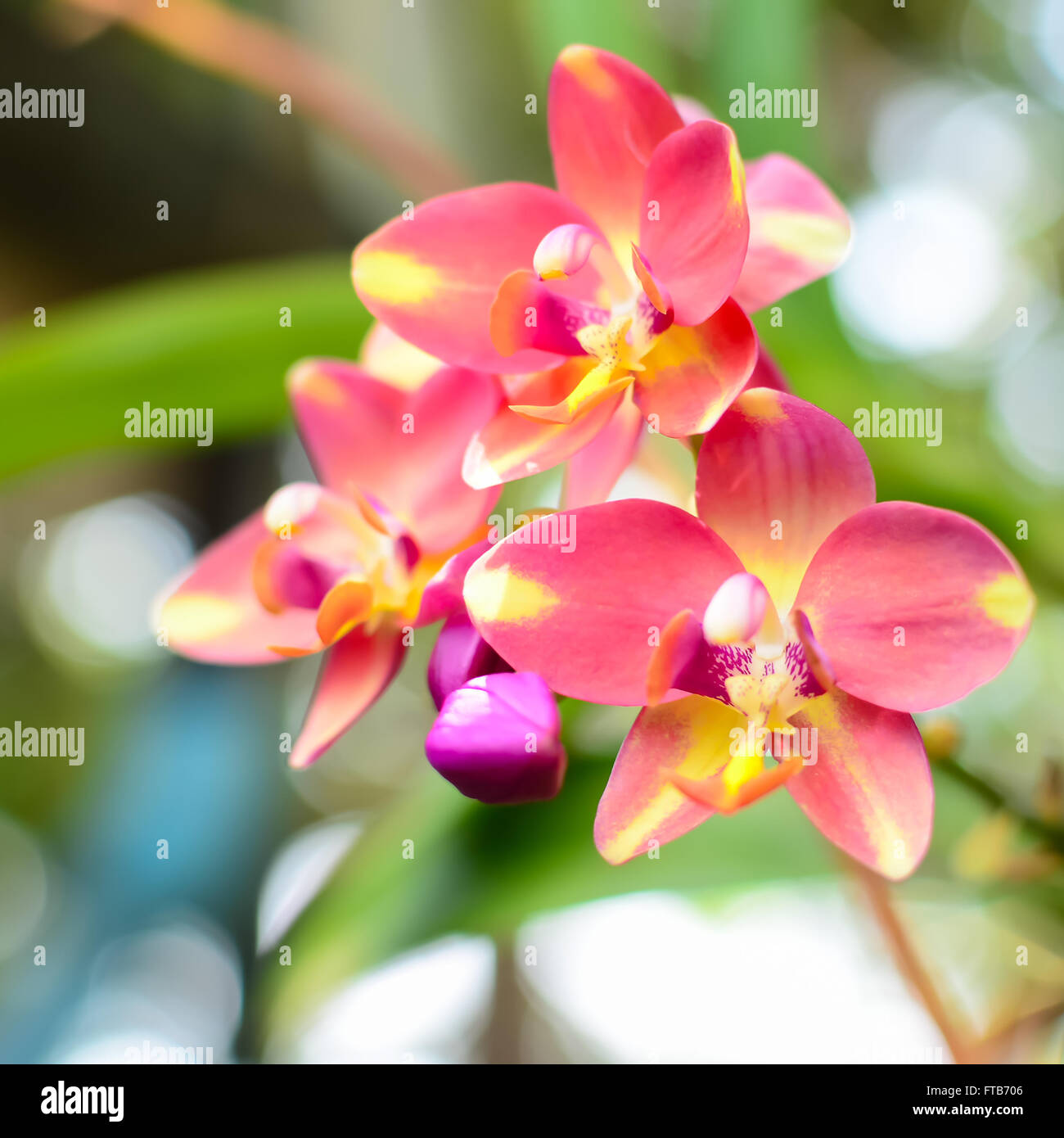 schöne rote Orchidee Blumen blühen Stockfoto