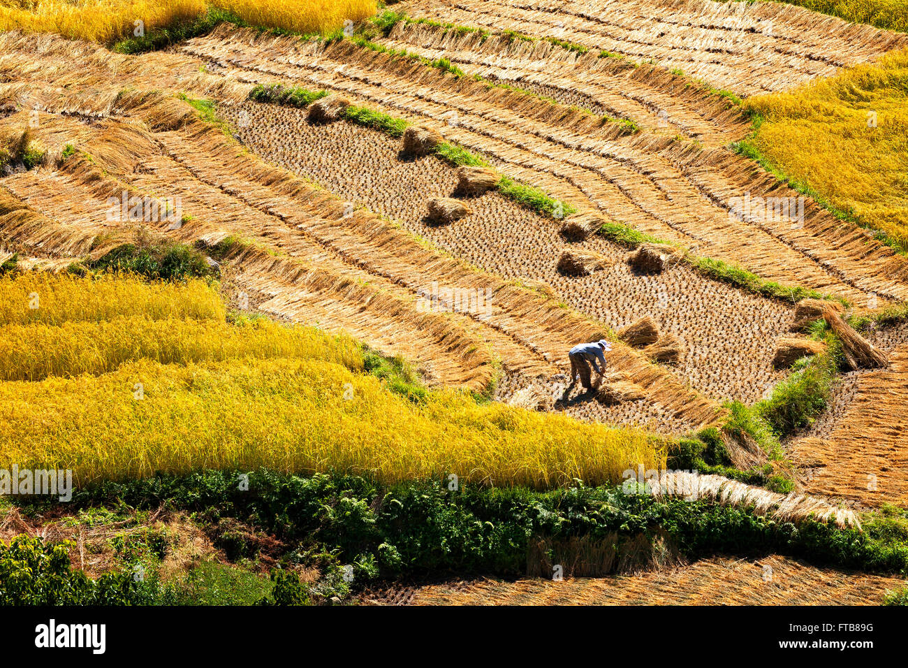 Ein Bauer arbeitet die Reisfelder im oberen Punakha Tal.  Bhutan. Stockfoto