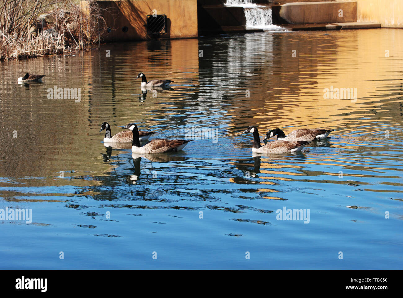 Kanadische Gänse schwimmen in einen Dreck Stockfoto