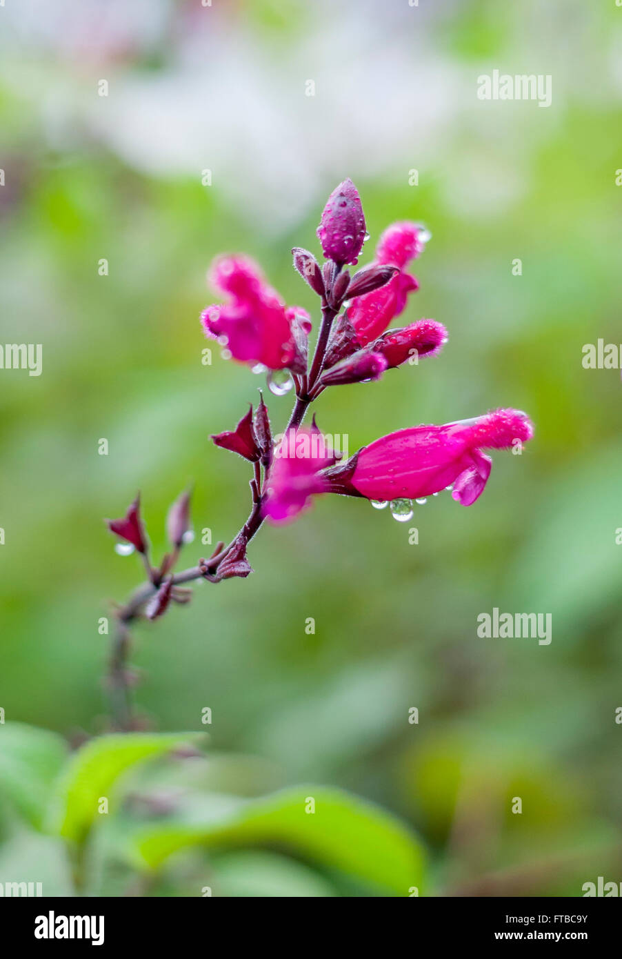 Garten bei Regen, Blume abstrakt, Fokus auf regen Tropfen; dunkel rosa Salvia involucrata Blüten, rosebud Salvia w/hellgrün Hintergrund bokeh. Stockfoto