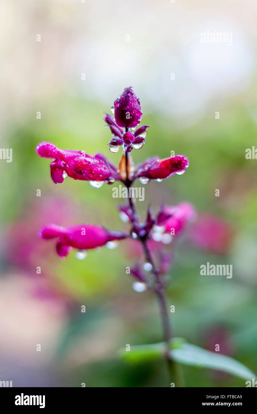 Dunkel rosa Rosebud salvia in Regen, Blumen abstrakten closeup von Salvia involucrata, Regen fällt auf Blütenblätter, hellgrün bokeh Hintergrund Stockfoto