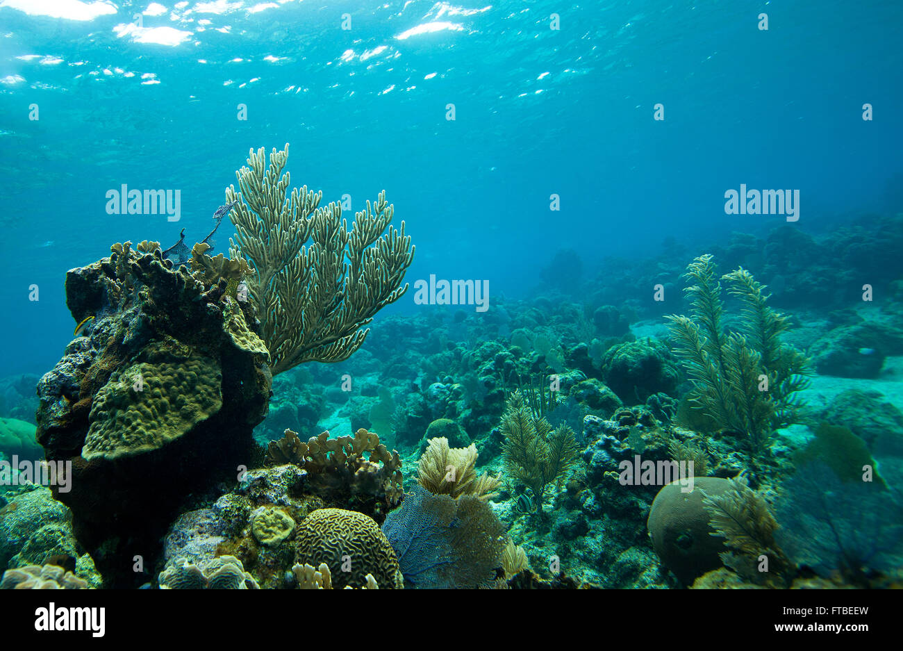 Unterwasser Korallen Betten in kristallklares Wasser des karibischen Meeres in Roatán, Honduras, Mittelamerika betrachtet Stockfoto